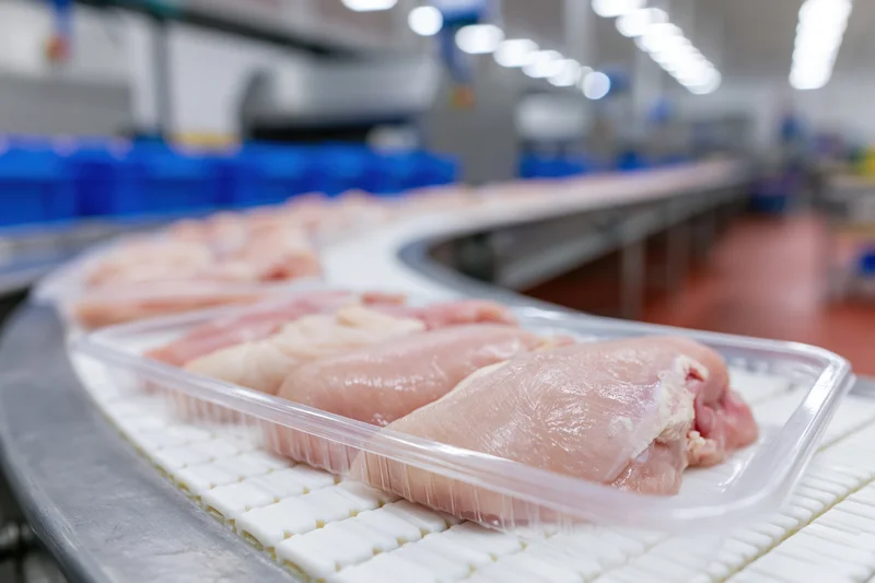 Raw chicken breasts in clear plastic trays moving along a conveyor belt in a food processing factory