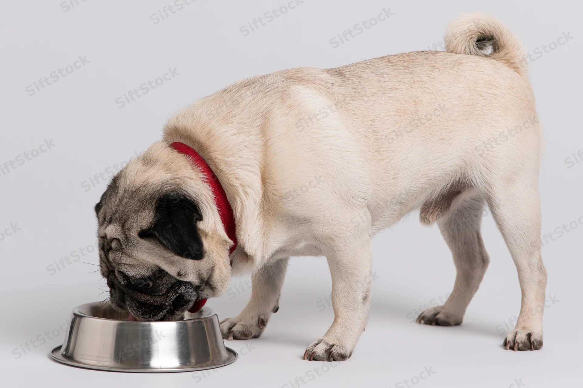 Fawn pug eating from stainless steel bowl on white background