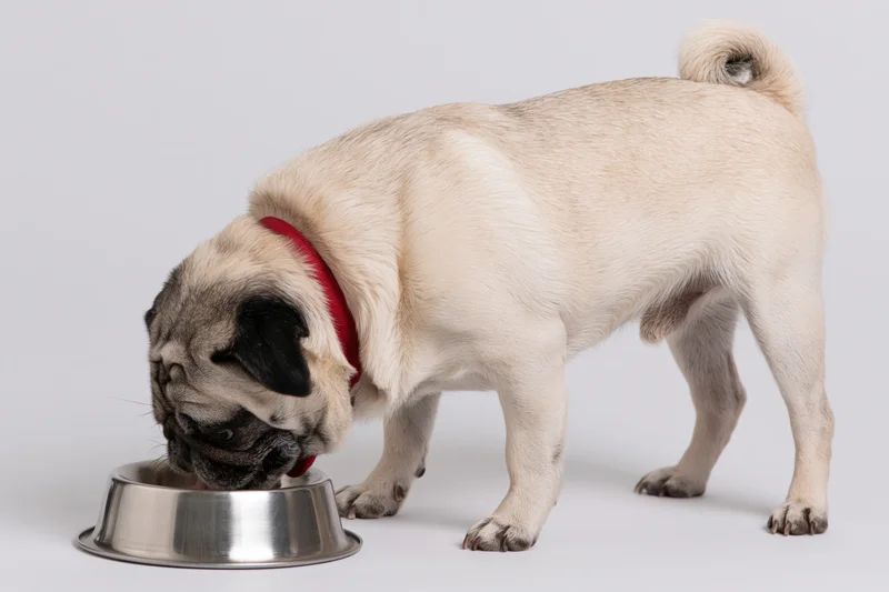 Fawn pug eating from stainless steel bowl on white background