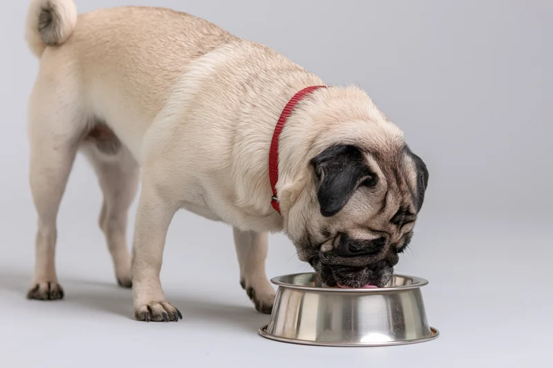 Fawn pug eating from stainless steel bowl in studio setting