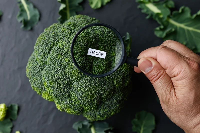 Hand holding magnifying glass over broccoli with haccp label visible through lens