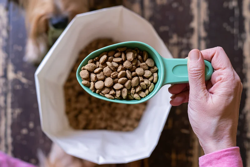 Hand holding green plastic scoop filled with dog kibble above open pet food bag