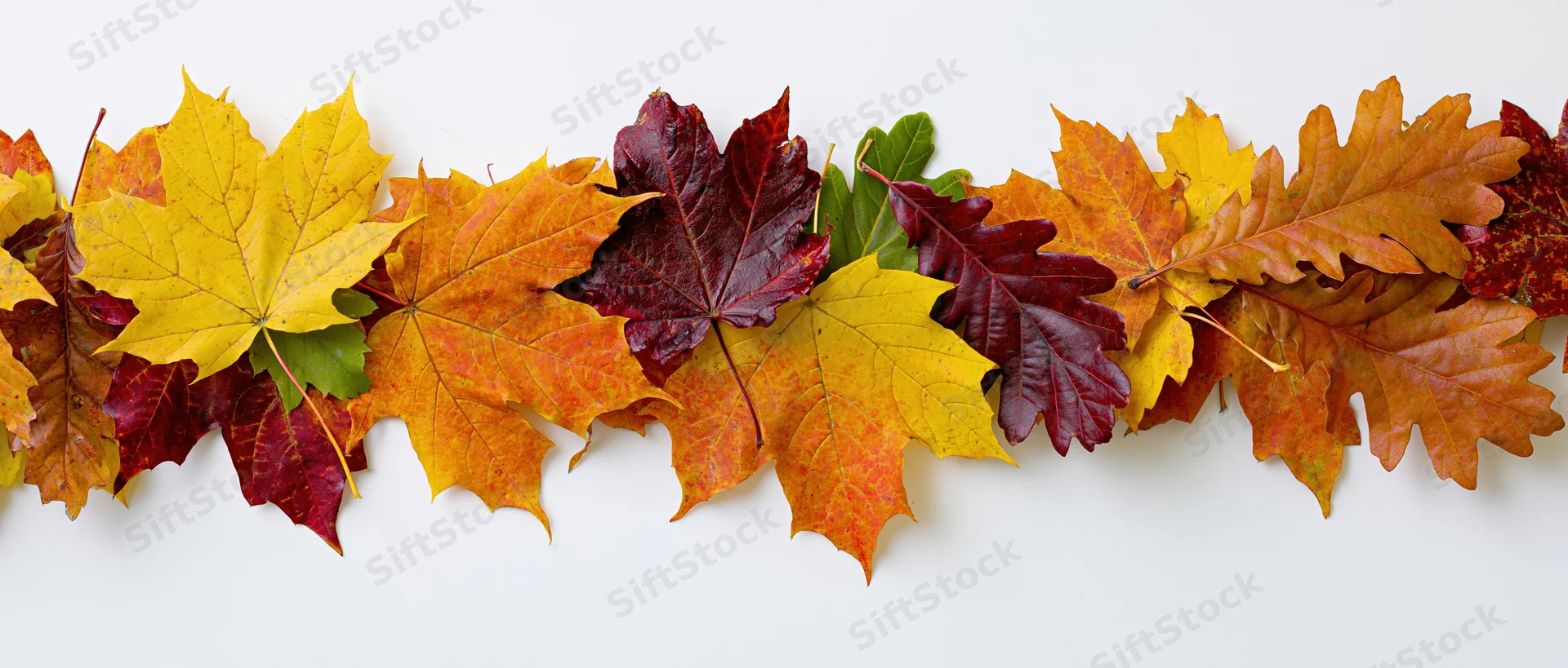 Horizontal row of colorful autumn leaves arranged in a narrow border on white background