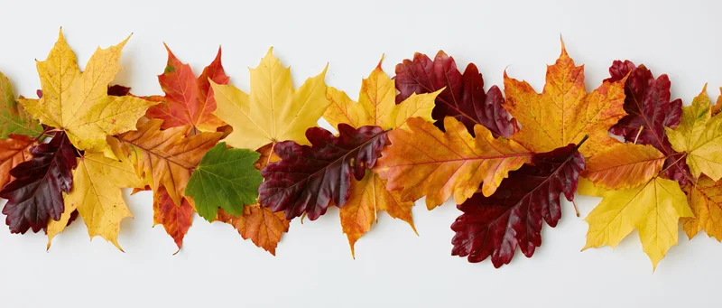 Horizontal row of autumn leaves arranged in a narrow border on white background