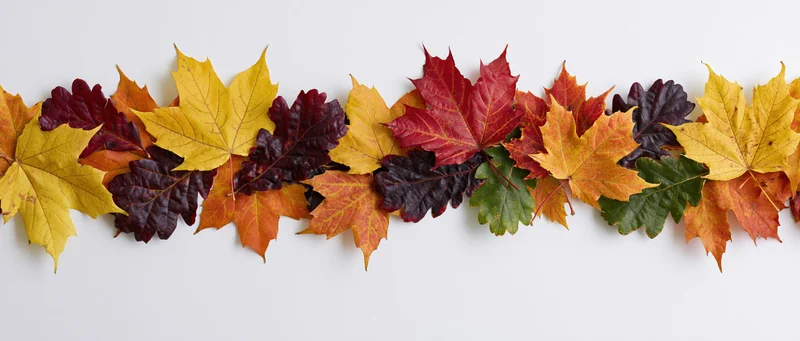 Horizontal row of colorful autumn leaves arranged as a border on white background