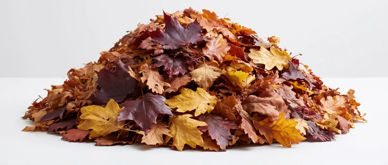 A large pile of raked autumn leaves on a white surface