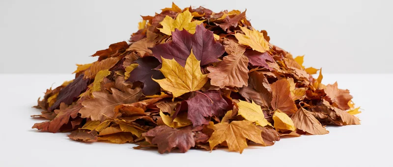 A pile of raked autumn leaves on a white surface