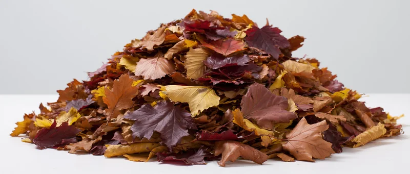 A large pile of raked fallen autumn leaves on a flat white surface