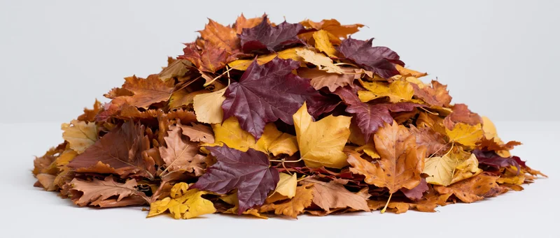 A large pile of raked autumn leaves in warm colors on a white surface