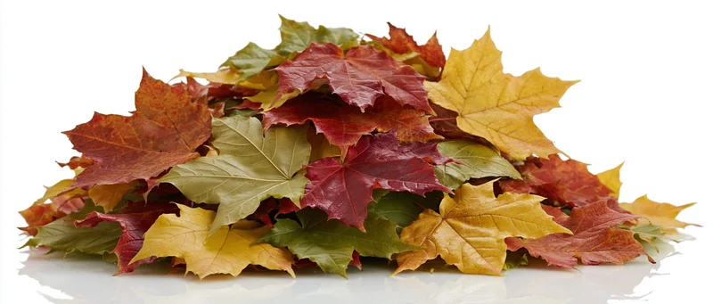 Pile of colorful autumn maple leaves heaped on white surface
