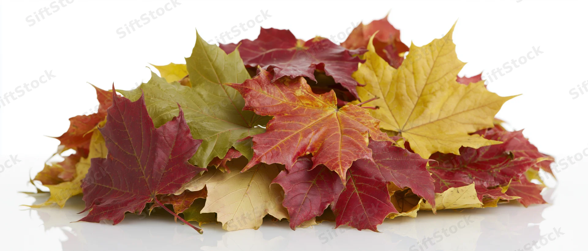 A pile of fallen autumn maple leaves in red, yellow, and green hues on a white surface