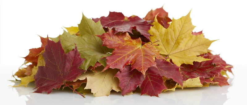 A pile of fallen autumn maple leaves in red, yellow, and green hues on a white surface