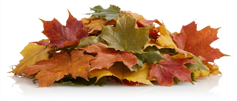A pile of fallen maple leaves in autumn colors on a white background