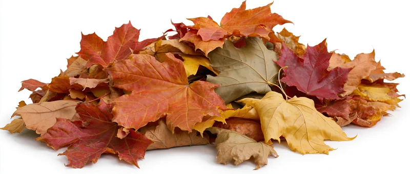 A low wide pile of fallen autumn maple leaves heaped together on white background