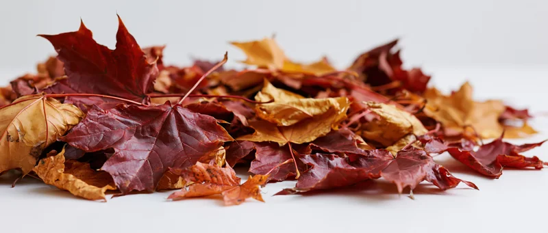 Pile of dried autumn maple leaves scattered on white surface