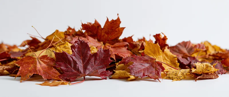 Pile of dried autumn maple leaves scattered across a white surface