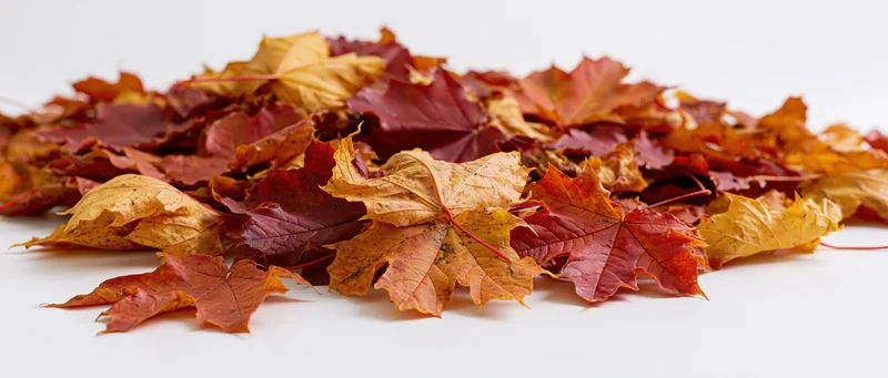 Pile of dried autumn maple leaves scattered across a white surface