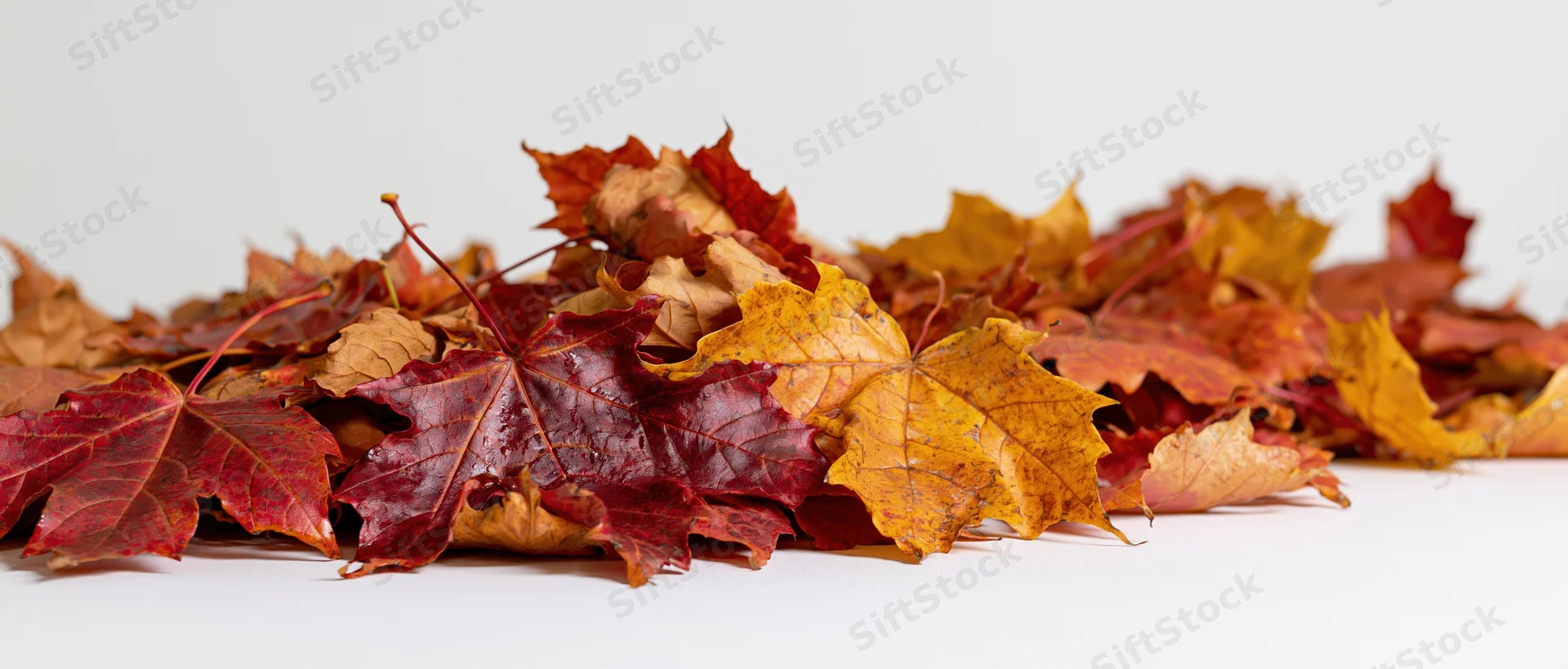 Pile of fallen autumn maple leaves spread across a white surface