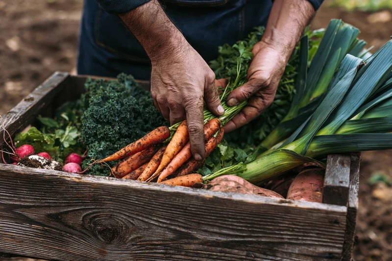 Hands arranging freshly harvested vegetables in a wooden crate in a garden