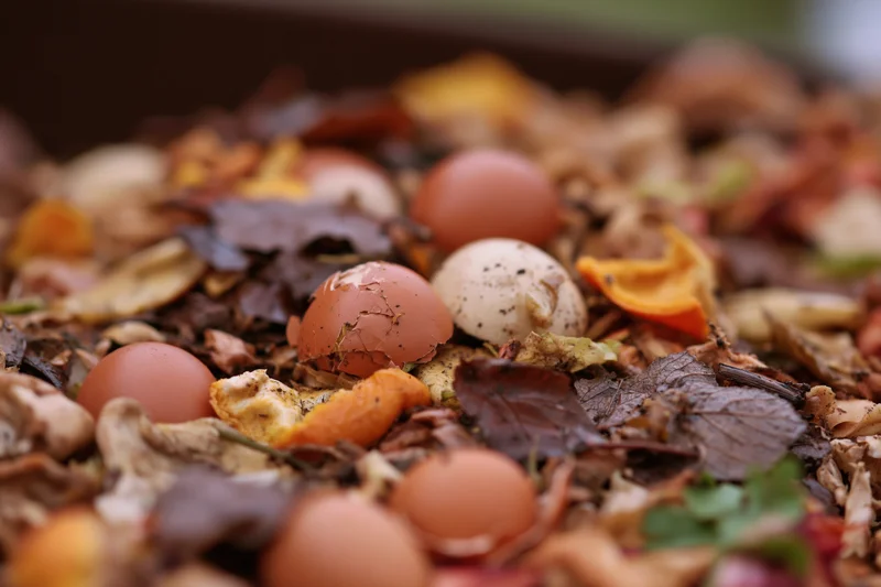 Decomposing kitchen scraps including eggshells and fruit peels in a compost heap