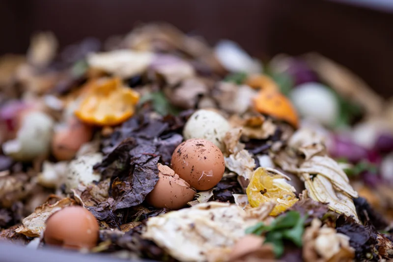 Decomposing kitchen scraps including eggshells and vegetable peels in a compost heap