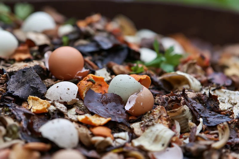 Decomposing kitchen scraps including eggshells and vegetable peels in a compost pile