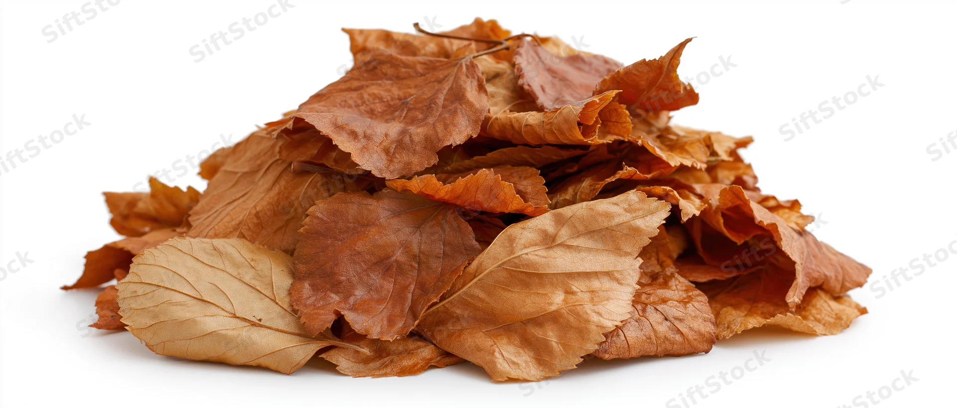 A mound of dry fallen autumn leaves heaped together on a white background
