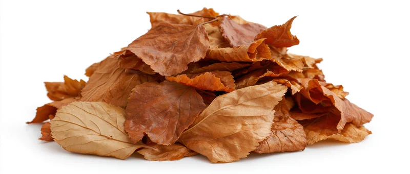 A mound of dry fallen autumn leaves heaped together on a white background