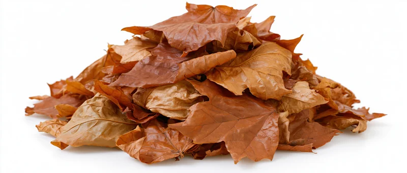 A pile of dry fallen autumn maple leaves heaped into a mound on a white background