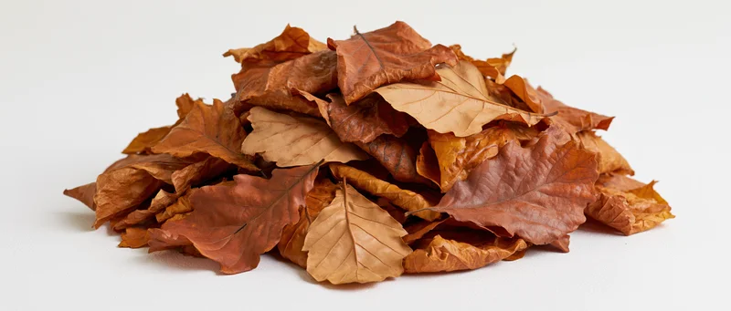 Pile of dry fallen autumn leaves heaped into a mound on white background