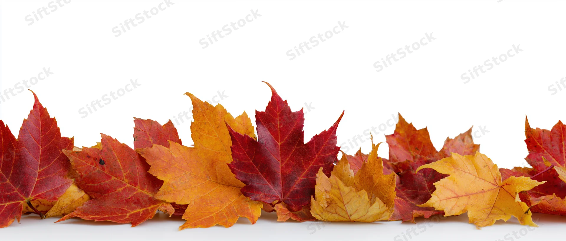 Row of autumn maple leaves arranged along the bottom on white background
