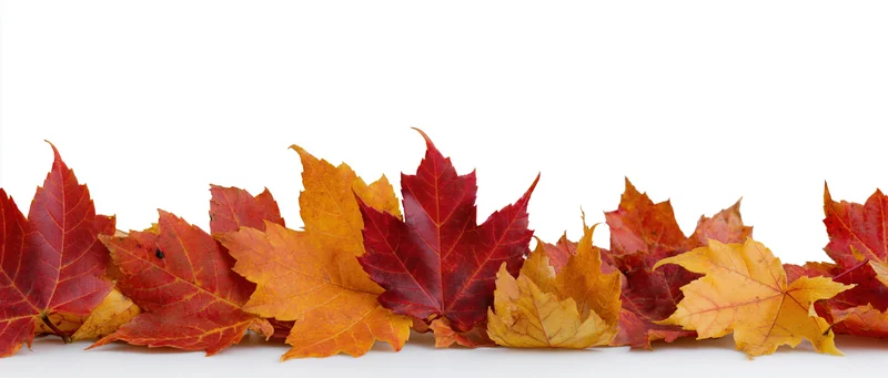 Row of autumn maple leaves arranged along the bottom on white background