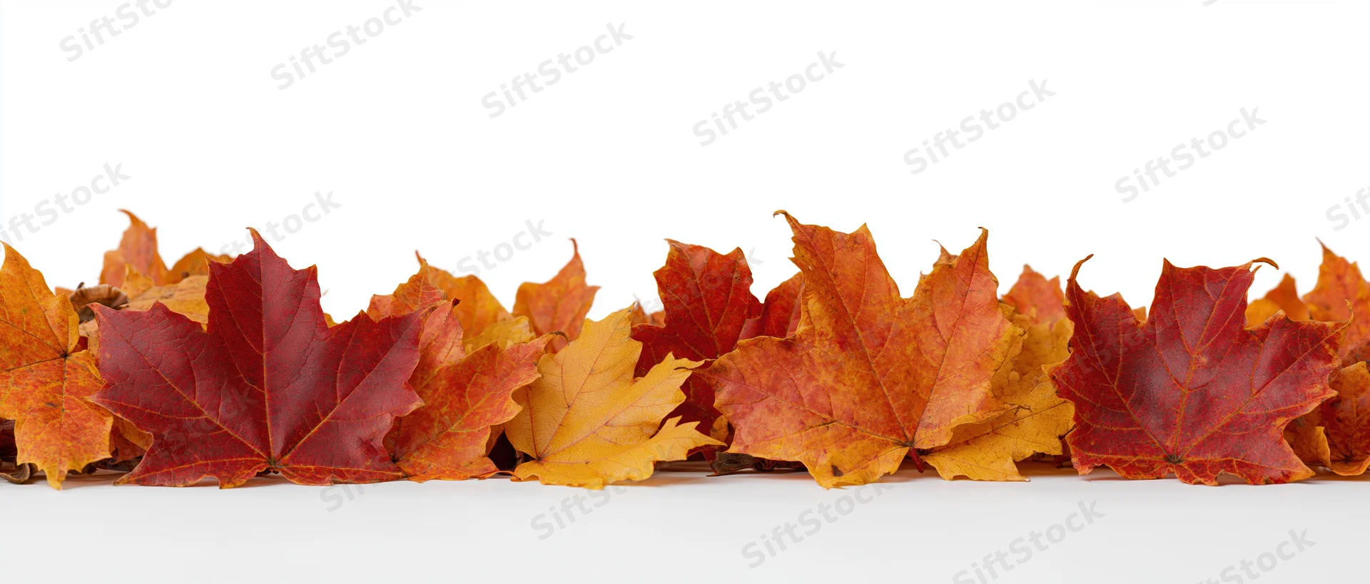 Row of fallen autumn maple leaves arranged along the bottom on white background