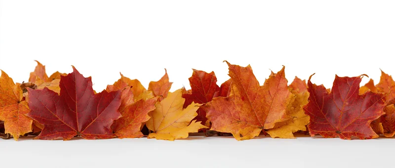 Row of fallen autumn maple leaves arranged along the bottom on white background