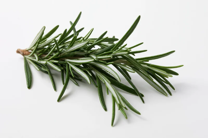 Fresh rosemary sprig lying flat on white background