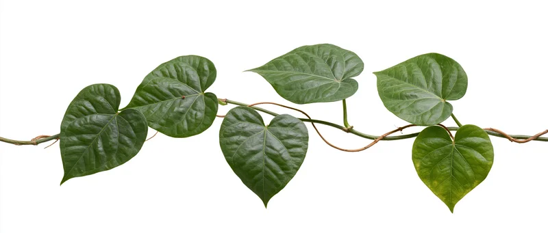 Vine branch with heart-shaped green leaves arranged horizontally on white background