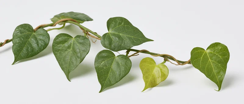Heart-shaped green leaves on a vine branch arranged on white background