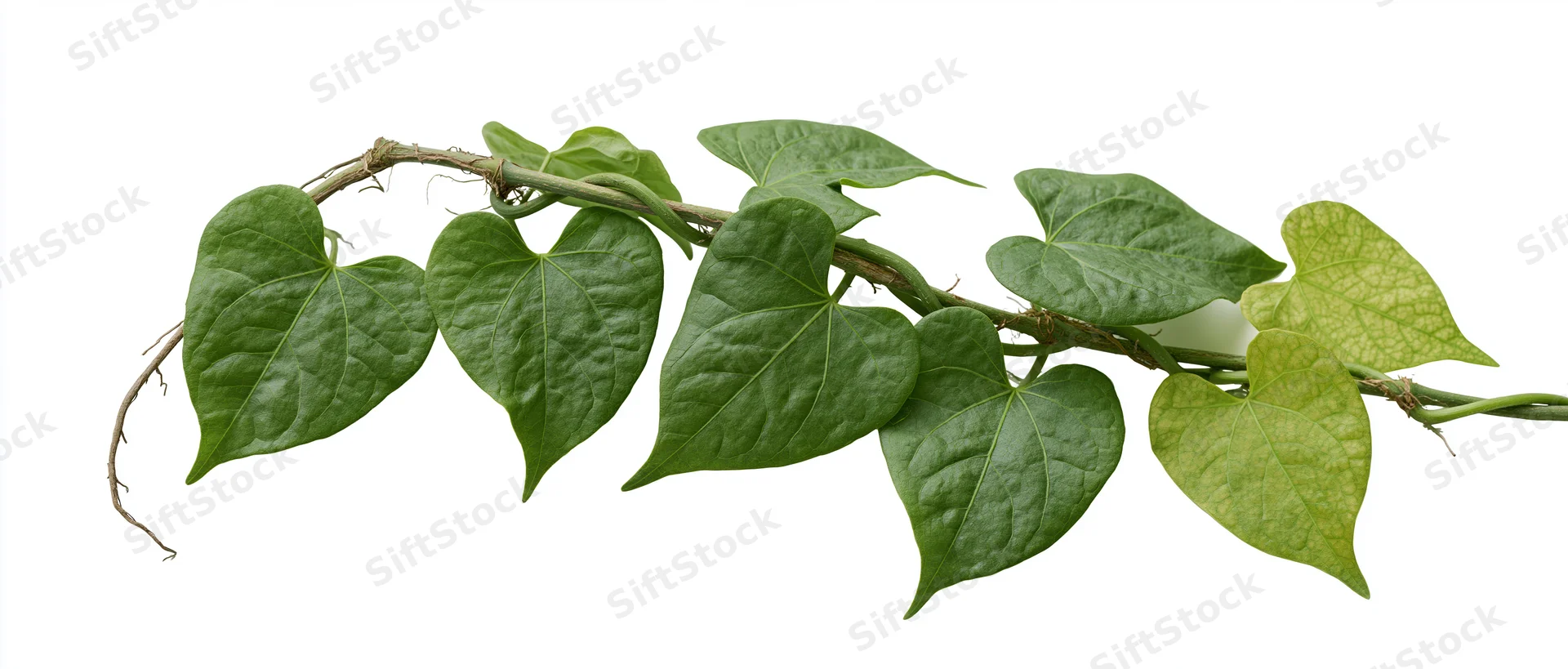 Vine branch with heart-shaped green leaves arranged horizontally on white background