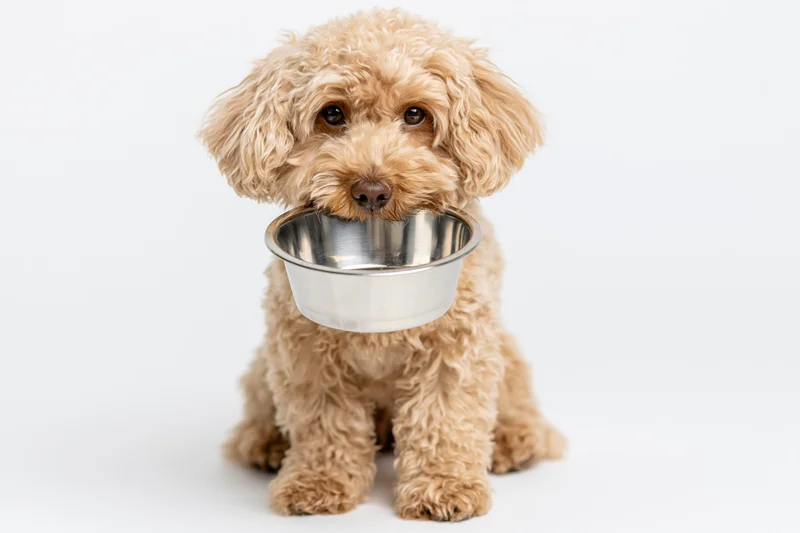 Small apricot toy poodle sitting upright holding empty metal bowl in mouth against white background
