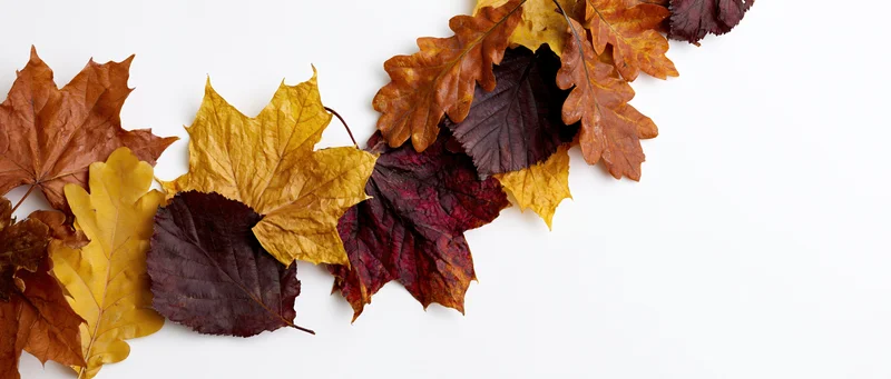 Dried autumn leaves arranged in a diagonal border on white background