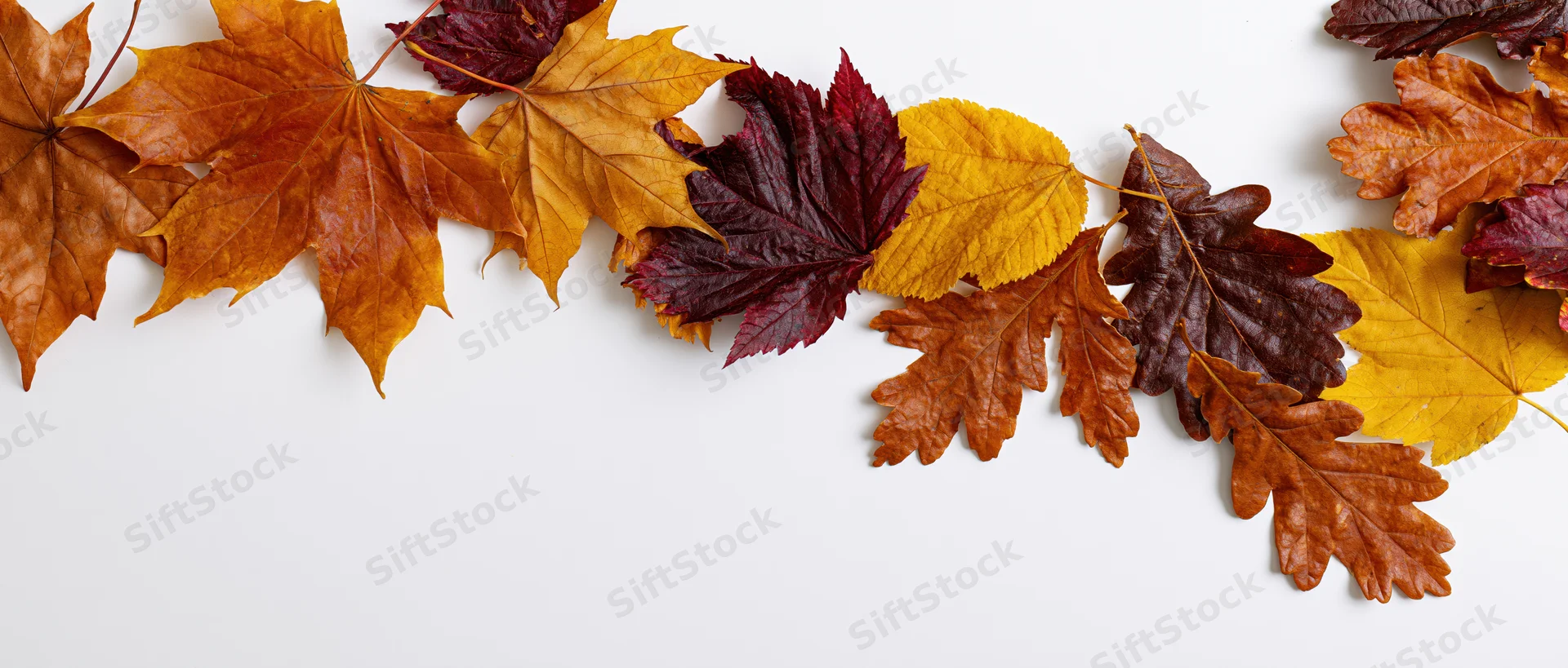Dried autumn leaves of maple, oak and elm arranged in a border along the top of a white surface with copyspace below