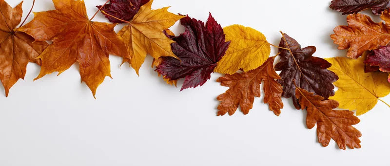 Dried autumn leaves of maple, oak and elm arranged in a border along the top of a white surface with copyspace below