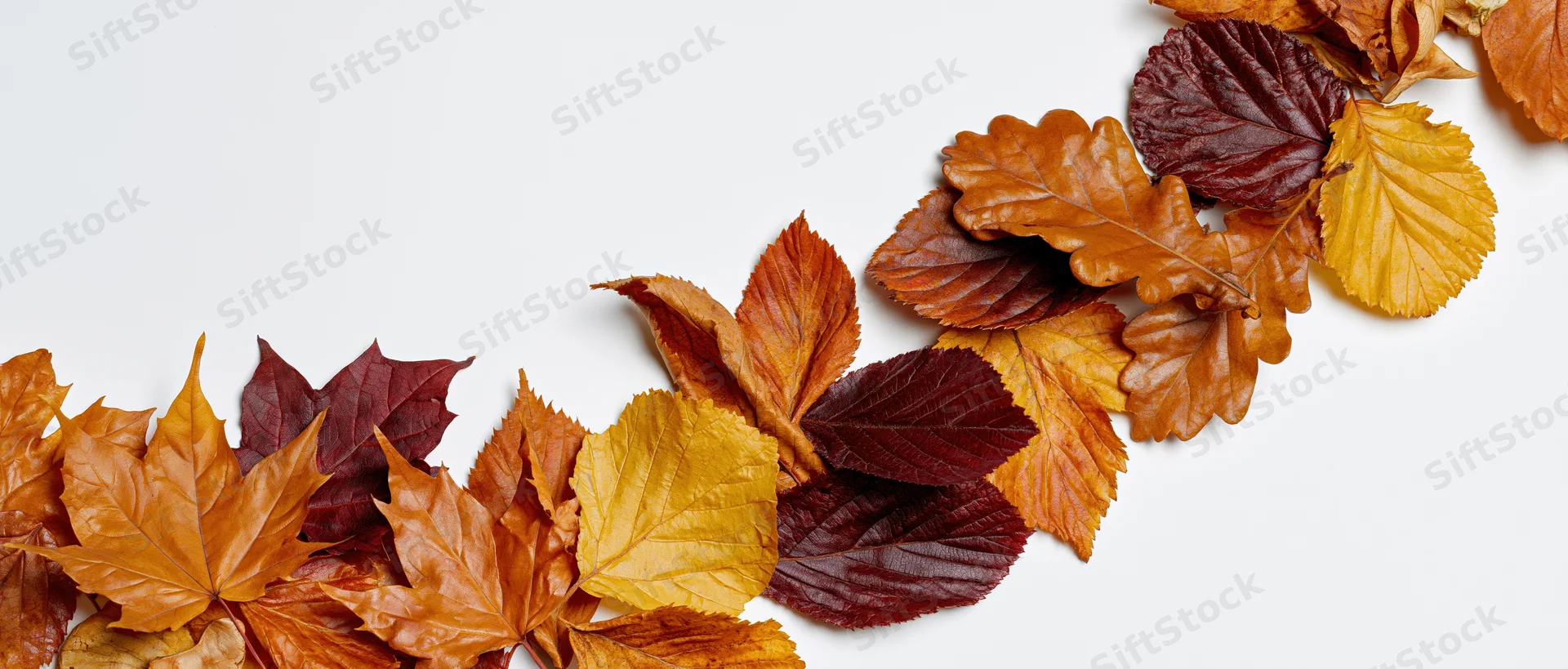 Dried autumn leaves of maple oak and elm arranged in a diagonal line across a white surface with copyspace