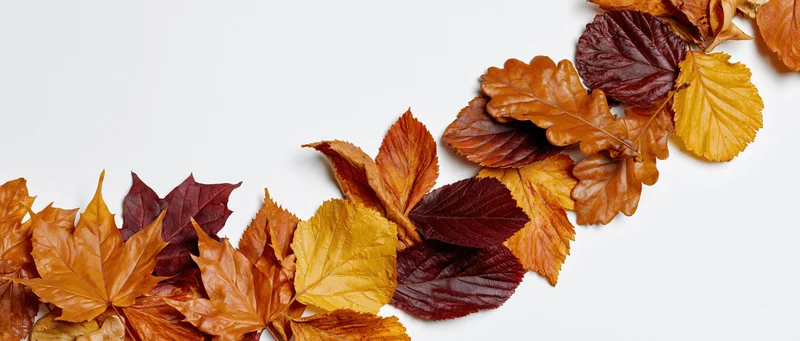 Dried autumn leaves of maple oak and elm arranged in a diagonal line across a white surface with copyspace