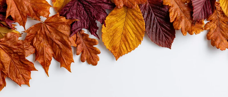 Dried autumn leaves arranged in a border along the top of a white surface with copyspace below