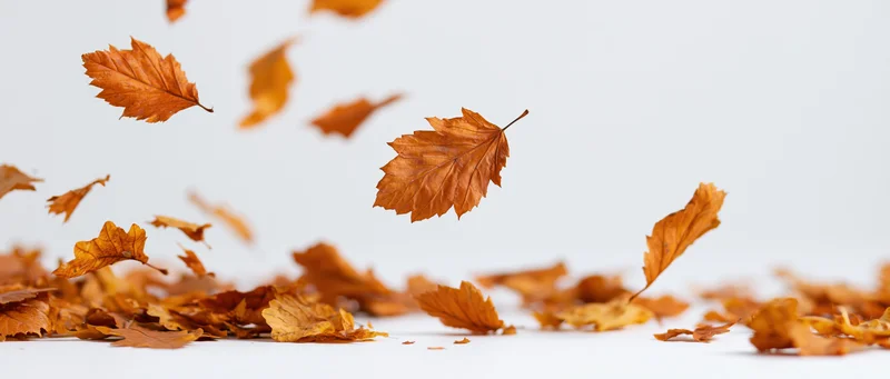 Dry autumn leaves falling and scattered on a white surface