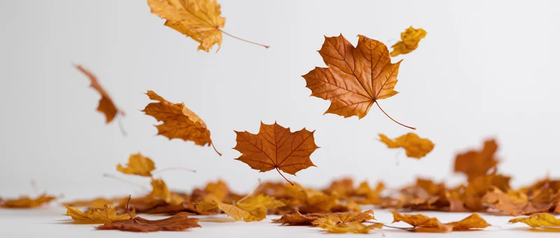 Maple leaves falling and scattered on a white surface