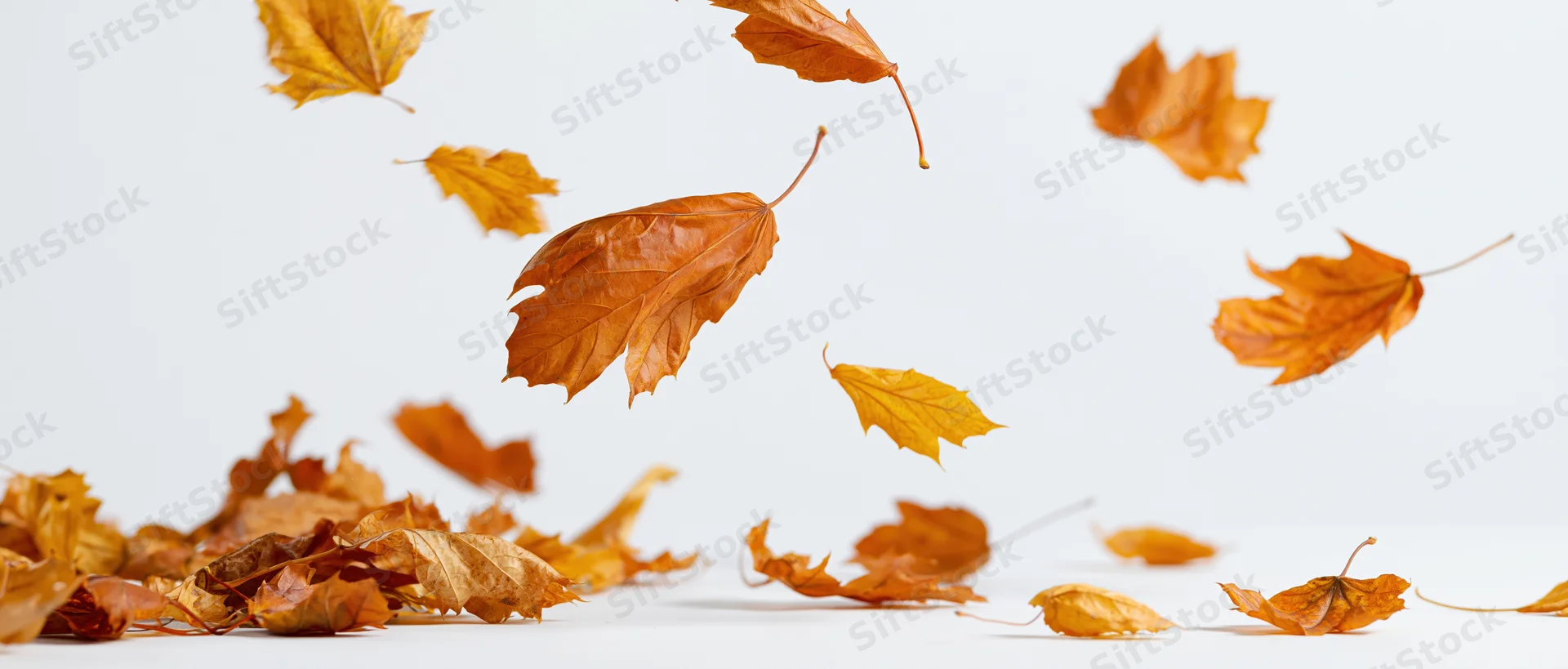 Autumn leaves falling and scattered on a white surface