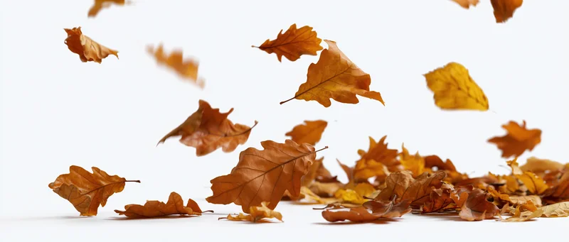Autumn leaves falling and scattered on a white surface