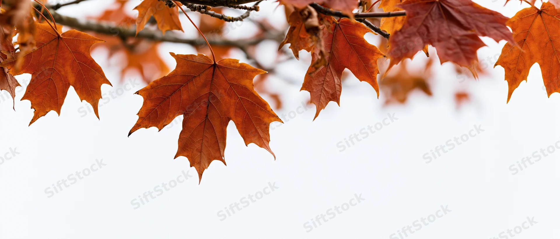Autumn maple leaves hanging from branches against a white sky with copyspace below
